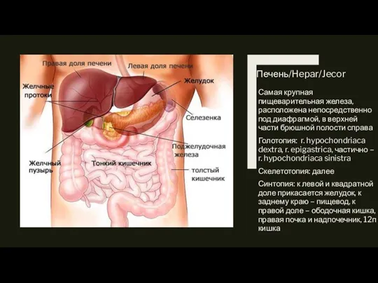 Печень/Hepar/Jecor Самая крупная пищеварительная железа, расположена непосредственно под диафрагмой, в верхней части
