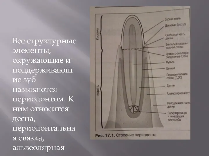 Все структурные элементы, окружающие и поддерживающие зуб называются периодонтом. К ним относится