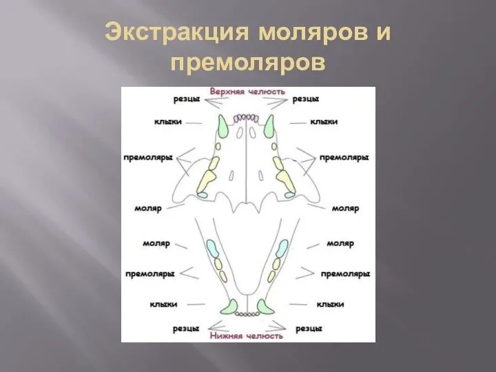 Экстракция моляров и премоляров