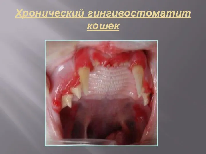 Хронический гингивостоматит кошек