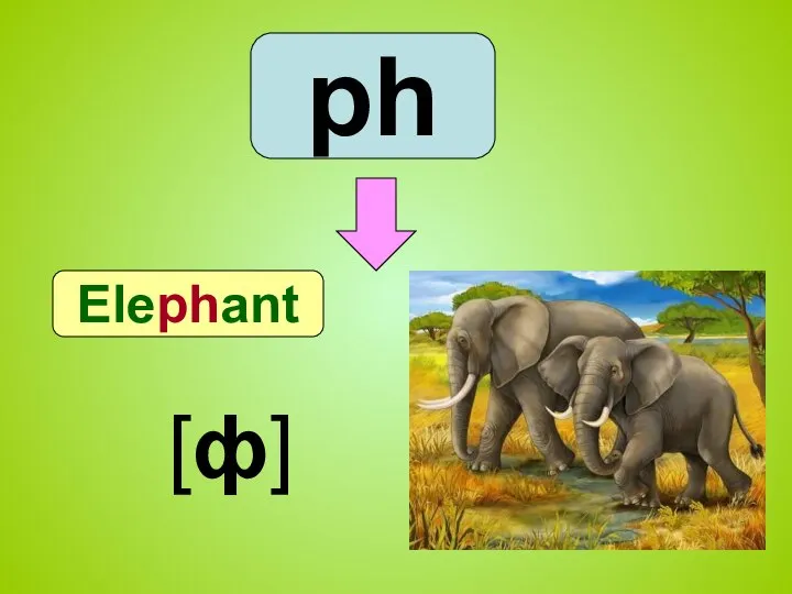 ph Elephant [ф]
