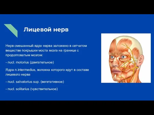 Лицевой нерв Нерв смешанный.ядро нерва заложено в сетчатом веществе покрышки моста мозга