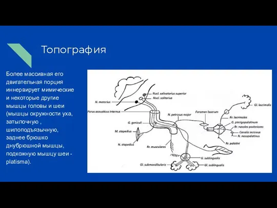 Топография Более массивная его двигательная порция иннервирует мимические и некоторые другие мышцы