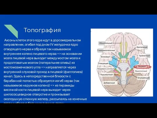 Топография Аксоны клеток этого ядра идут в дорсомедиальном направлении, огибая под дном