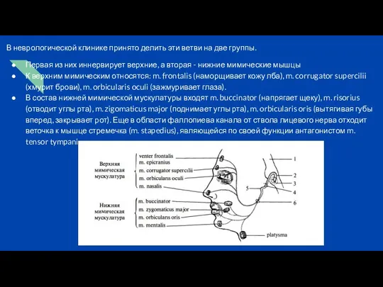 В неврологической клинике принято делить эти ветви на две группы. Первая из