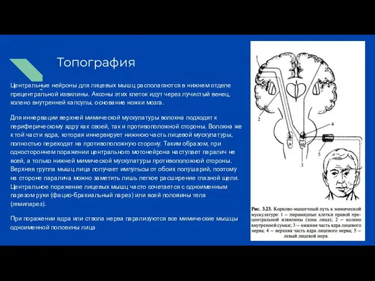 Топография Центральные нейроны для лицевых мышц располагаются в нижнем отделе прецентральной извилины.