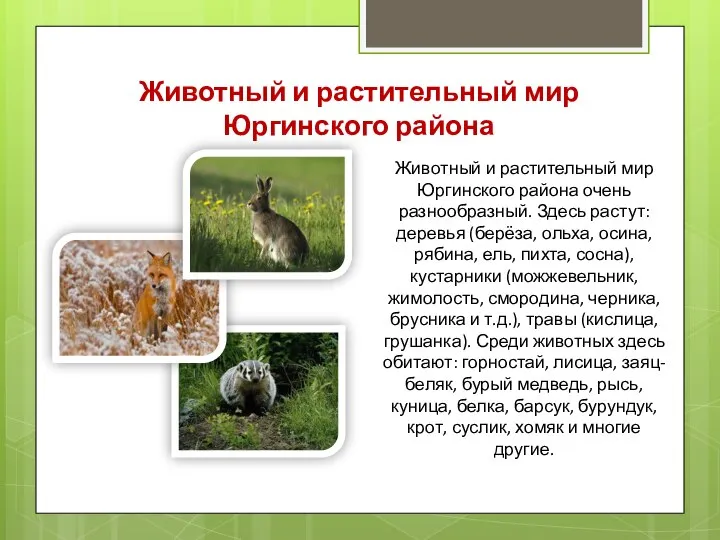 Животный и растительный мир Юргинского района Животный и растительный мир Юргинского района