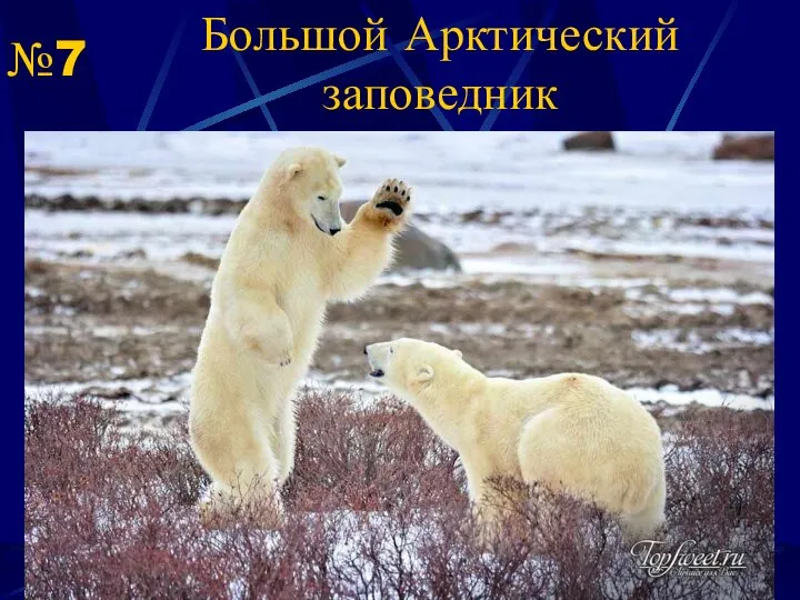 Большой Арктический заповедник №7