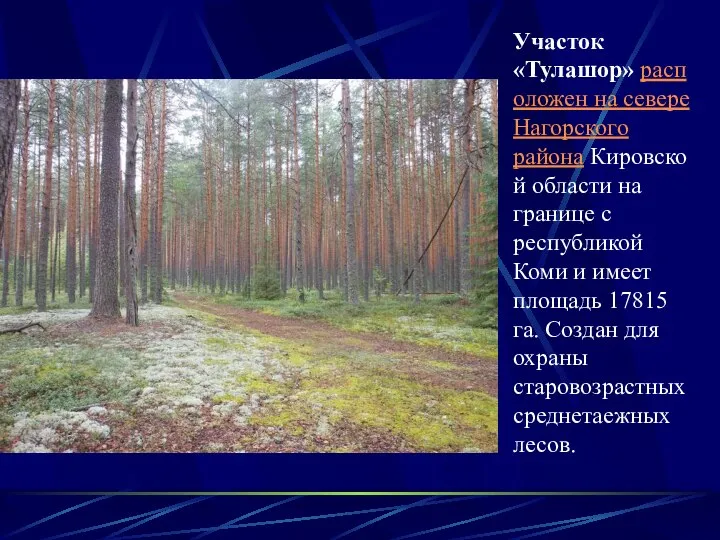 Участок «Тулашор» расположен на севере Нагорского района Кировской области на границе с