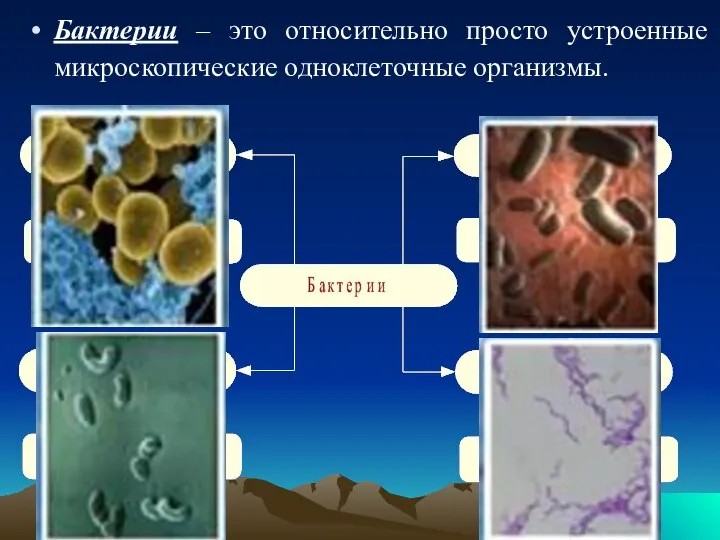 Бактерии – это относительно просто устроенные микроскопические одноклеточные организмы.