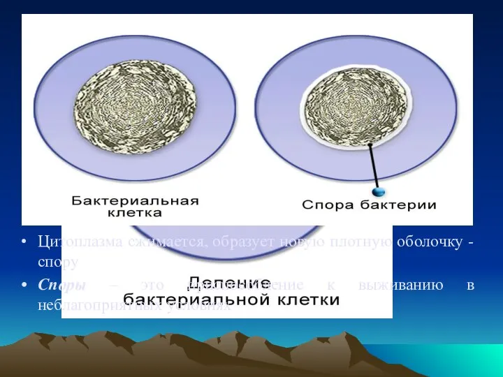 Бактерии размножаются делением пополам Цитоплазма сжимается, образует новую плотную оболочку - спору