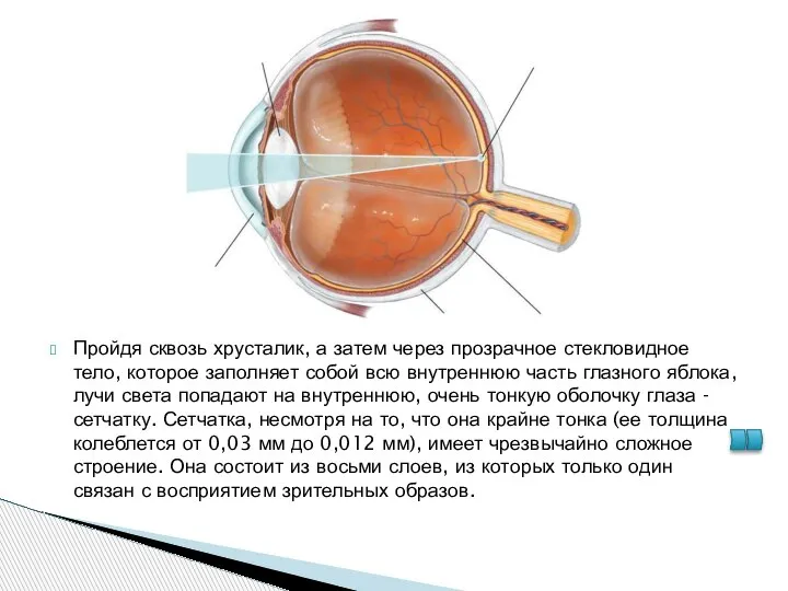Пройдя сквозь хрусталик, а затем через прозрачное стекловидное тело, которое заполняет собой