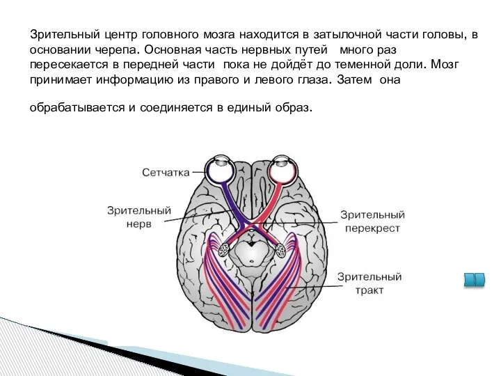 Зрительный центр головного мозга находится в затылочной части головы, в основании черепа.