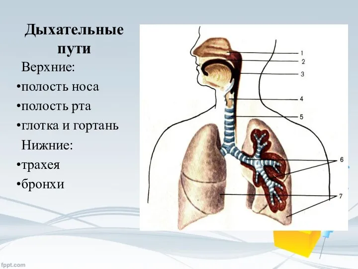 Дыхательные пути Верхние: полость носа полость рта глотка и гортань Нижние: трахея бронхи