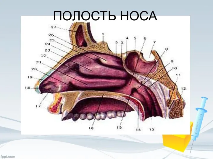 ПОЛОСТЬ НОСА