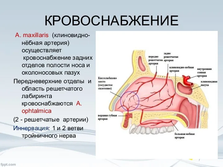 КРОВОСНАБЖЕНИЕ А. maxillaris (клиновидно-нёбная артерия) осуществляет кровоснабжение задних отделов полости носа и