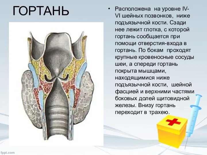 ГОРТАНЬ Расположена на уровне IV- VI шейных позвонков, ниже подъязычной кости. Сзади