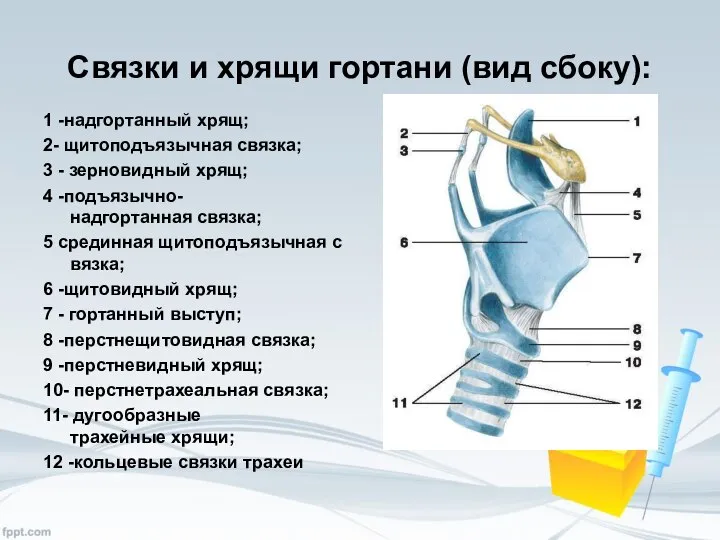 1 -надгортанный хрящ; 2- щитоподъязычная связка; 3 - зерновидный хрящ; 4 -подъязычно-надгортанная