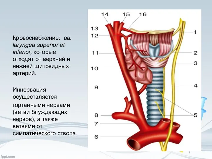 Кровоснабжение: aa. laryngea superior et inferior, которые отходят от верхней и нижней