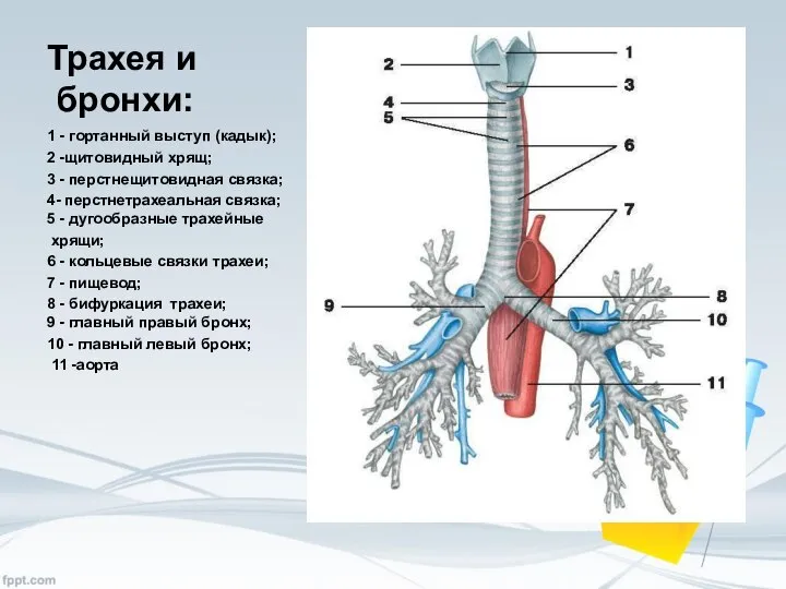 Трахея и бронхи: 1 - гортанный выступ (кадык); 2 -щитовидный хрящ; 3