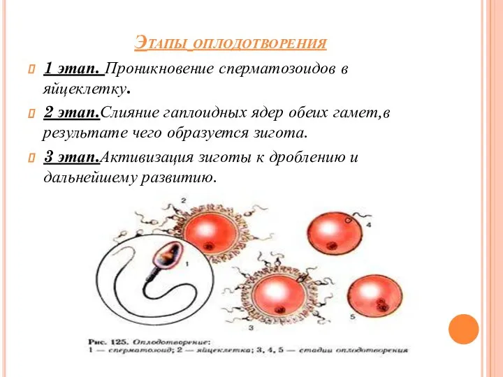 Этапы оплодотворения 1 этап. Проникновение сперматозоидов в яйцеклетку. 2 этап.Слияние гаплоидных ядер