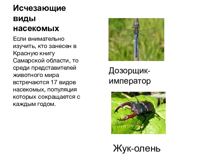 Исчезающие виды насекомых Если внимательно изучить, кто занесен в Красную книгу Самарской