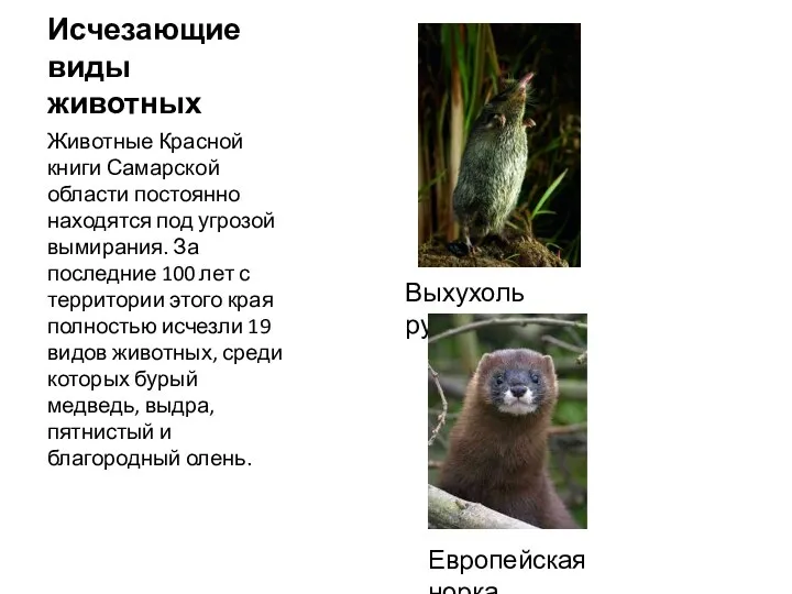 Исчезающие виды животных Животные Красной книги Самарской области постоянно находятся под угрозой