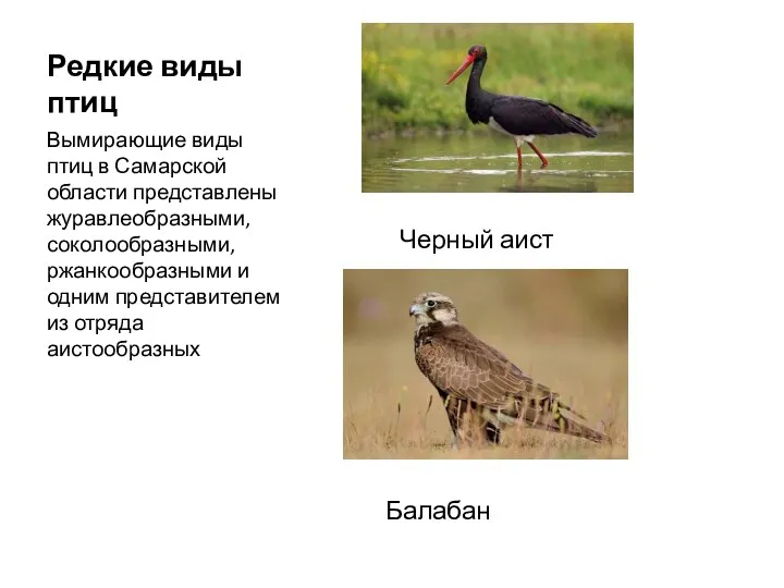 Редкие виды птиц Вымирающие виды птиц в Самарской области представлены журавлеобразными, соколообразными,