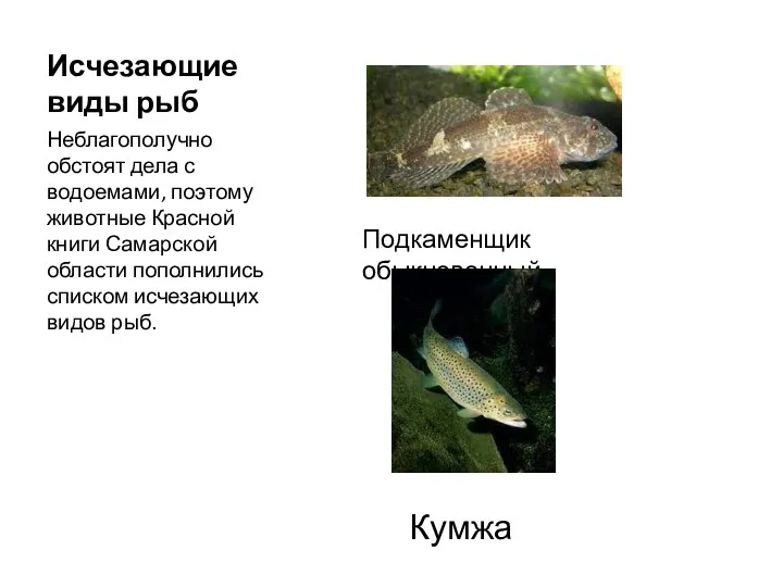 Исчезающие виды рыб Неблагополучно обстоят дела с водоемами, поэтому животные Красной книги
