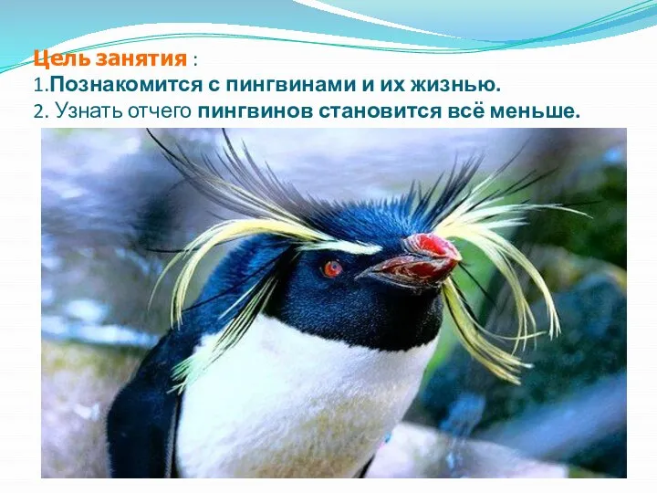 Цель занятия : 1.Познакомится с пингвинами и их жизнью. 2. Узнать отчего пингвинов становится всё меньше.