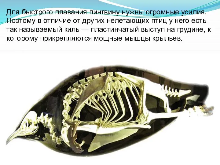 Для быстрого плавания пингвину нужны огромные усилия. Поэтому в отличие от других