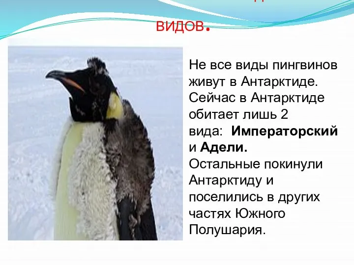 СЕМЕЙСТВО ПИНГВИНОВЫЕ СОДЕРЖИТ 18 ВИДОВ. Не все виды пингвинов живут в Антарктиде.