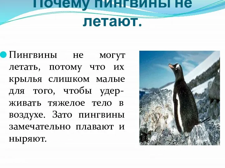 Почему пингвины не летают. Пингвины не могут летать, потому что их крылья