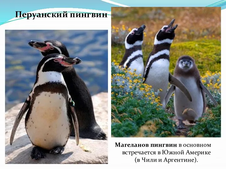 Перуанский пингвин Магеланов пингвин в основном встречается в Южной Америке (в Чили и Аргентине).