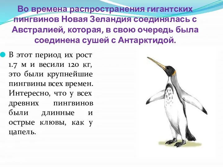 Во времена распространения гигантских пингвинов Новая Зеландия соединялась с Австралией, которая, в