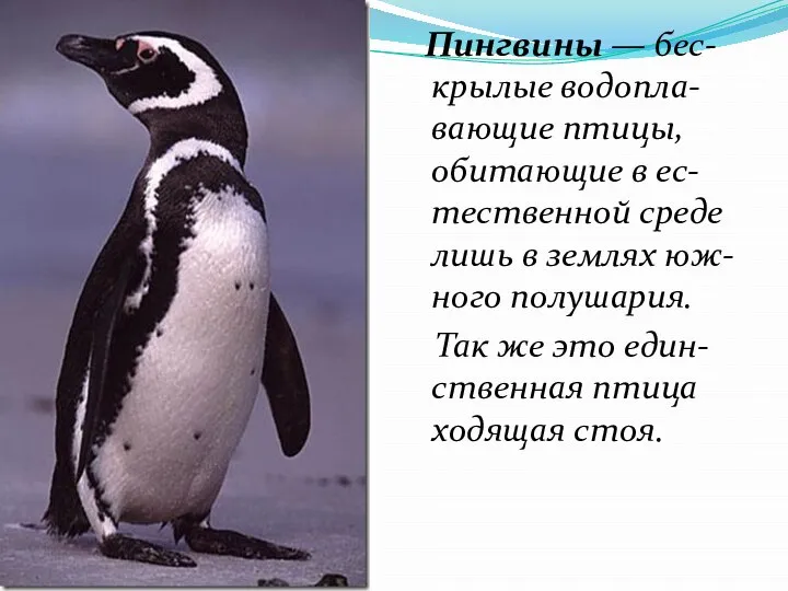 Пингвины — бес-крылые водопла-вающие птицы, обитающие в ес-тественной среде лишь в землях