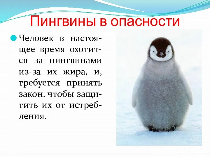 Пингвины в опасности Человек в настоя-щее время охотит-ся за пингвинами из-за их