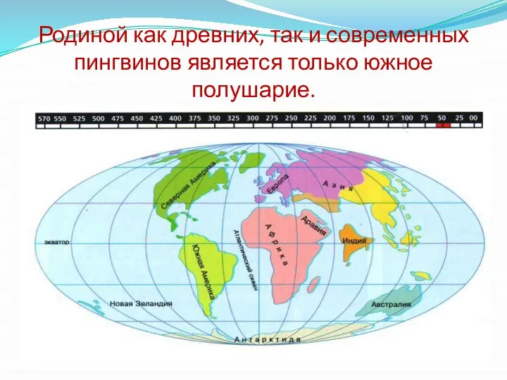 Родиной как древних, так и современных пингвинов является только южное полушарие.