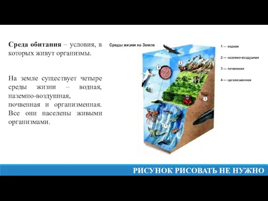 Среда обитания – условия, в которых живут организмы. На земле существует четыре