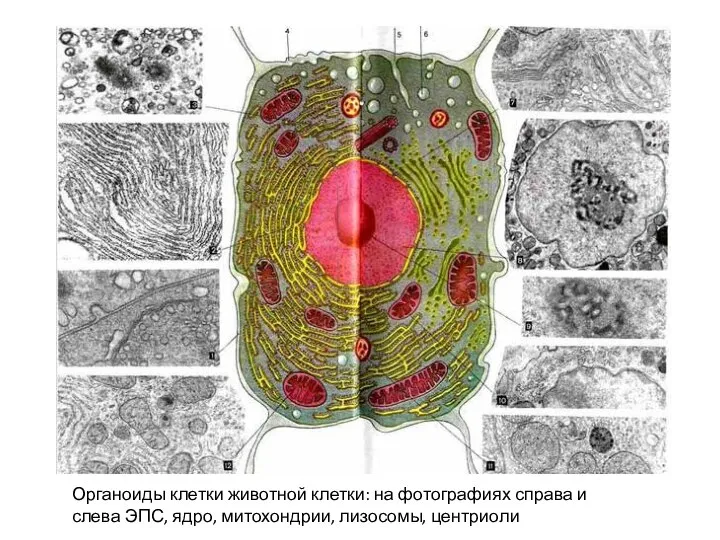 Органоиды клетки животной клетки: на фотографиях справа и слева ЭПС, ядро, митохондрии, лизосомы, центриоли
