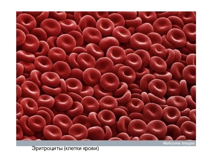 Эритроциты (клетки крови)