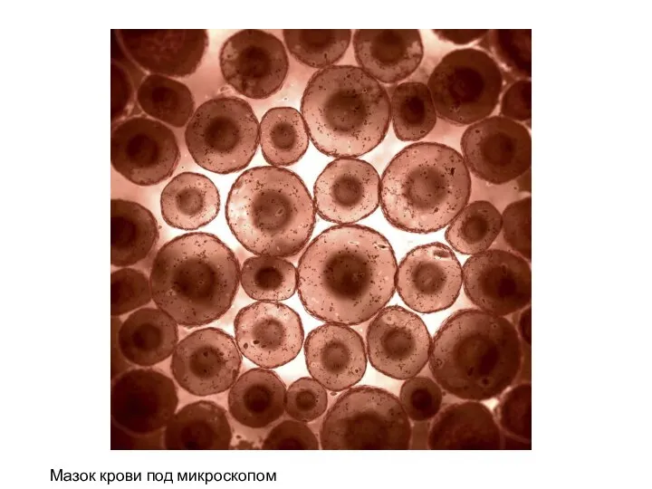 Мазок крови под микроскопом