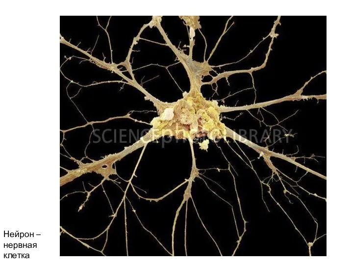 Нейрон – нервная клетка