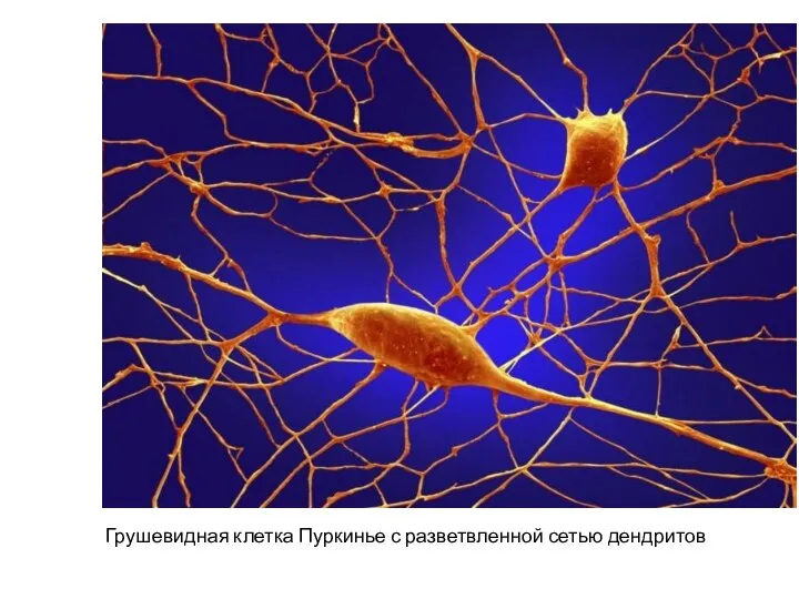 Грушевидная клетка Пуркинье с разветвленной сетью дендритов