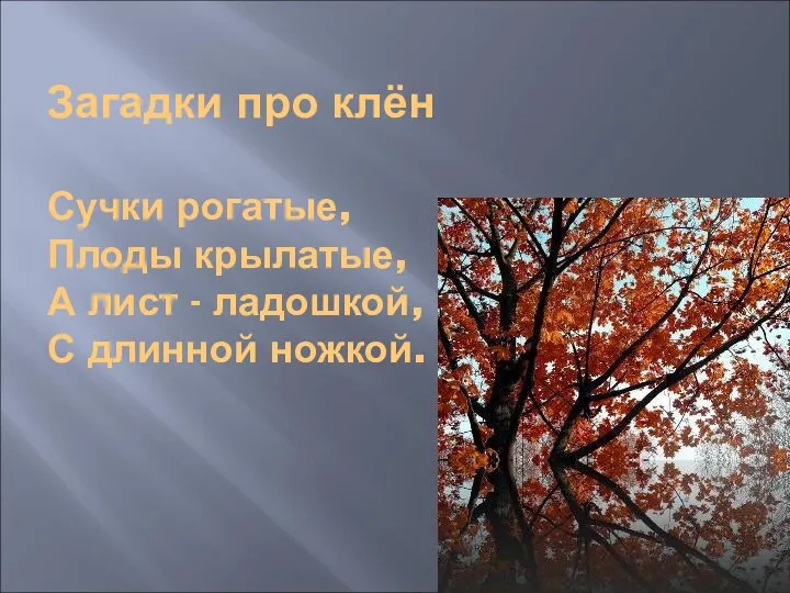 Загадки про клён Сучки рогатые, Плоды крылатые, А лист - ладошкой, С длинной ножкой.