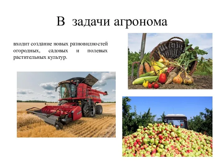 В задачи агронома входит создание новых разновидностей огородных, садовых и полевых растительных культур.