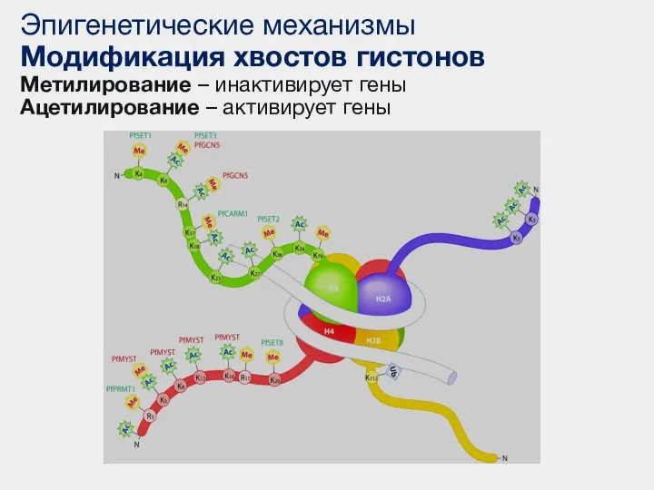 Эпигенетические механизмы Модификация хвостов гистонов Метилирование – инактивирует гены Ацетилирование – активирует гены