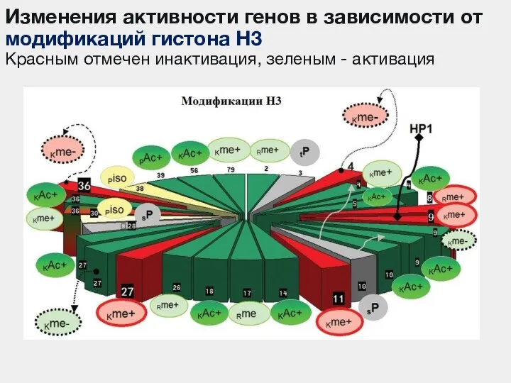 Изменения активности генов в зависимости от модификаций гистона Н3 Красным отмечен инактивация, зеленым - активация