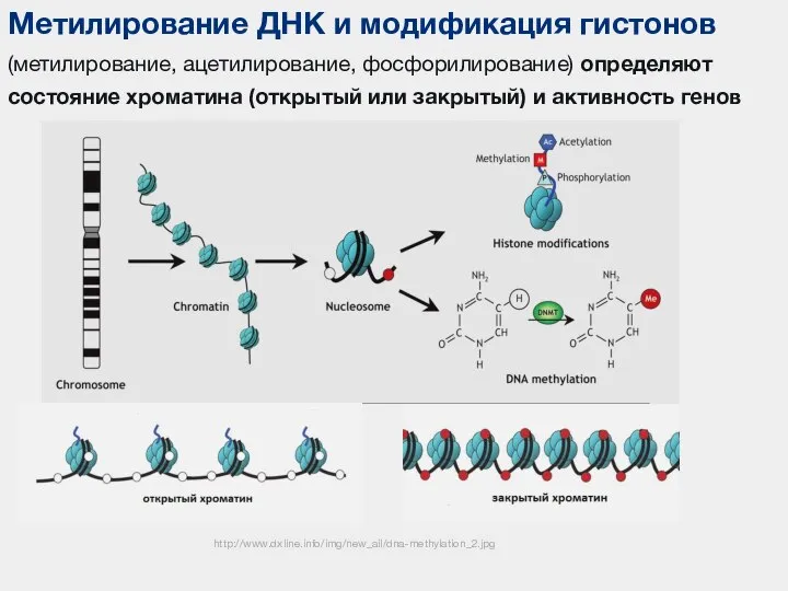 Метилирование ДНК и модификация гистонов (метилирование, ацетилирование, фосфорилирование) определяют состояние хроматина (открытый