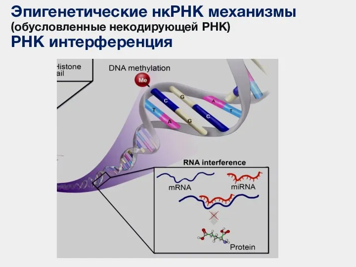 Эпигенетические нкРНК механизмы (обусловленные некодирующей РНК) РНК интерференция